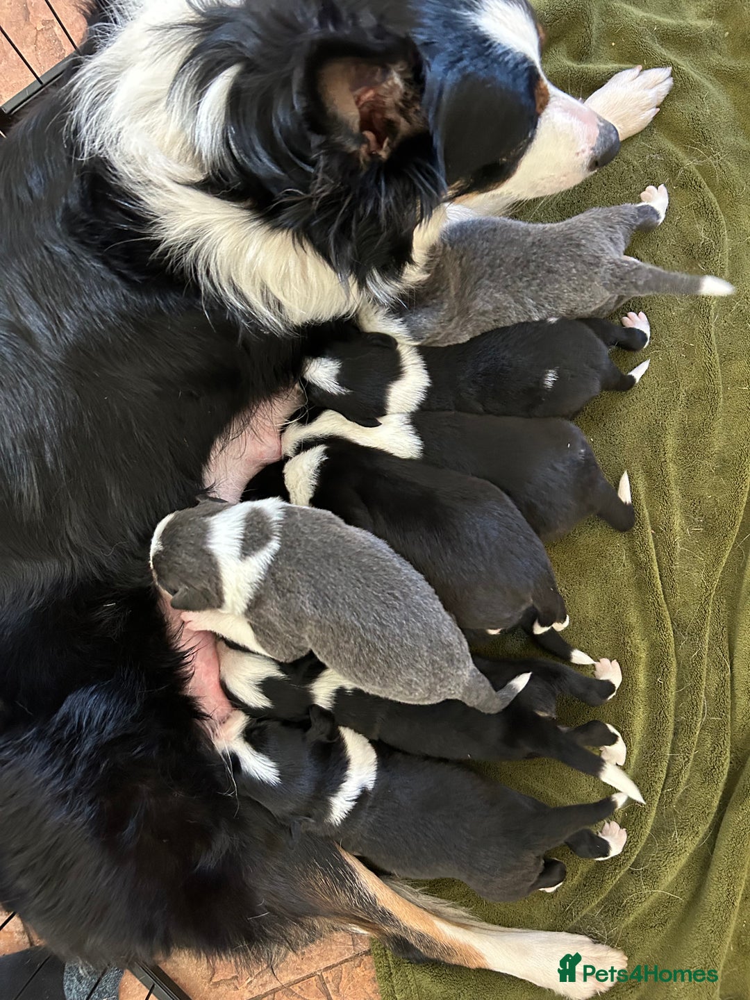 Border Collie dogs for sale: Border collie puppies - Image 10