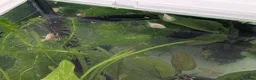 Frog reptiles for sale: African clawed froglets - Advert 9