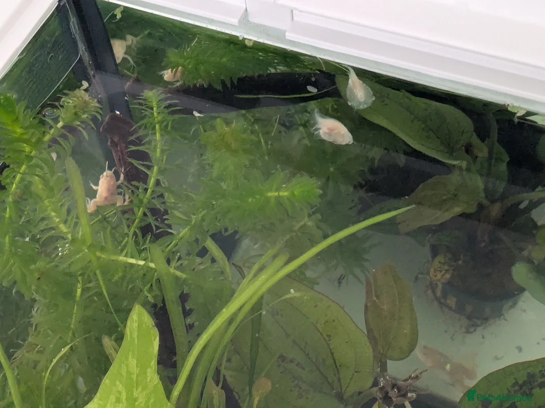 Frog reptiles for sale: African clawed froglets - Advert 9