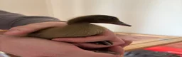 Ducks poultry for sale: 4 Khaki Campbell Ducklings - Advert 5