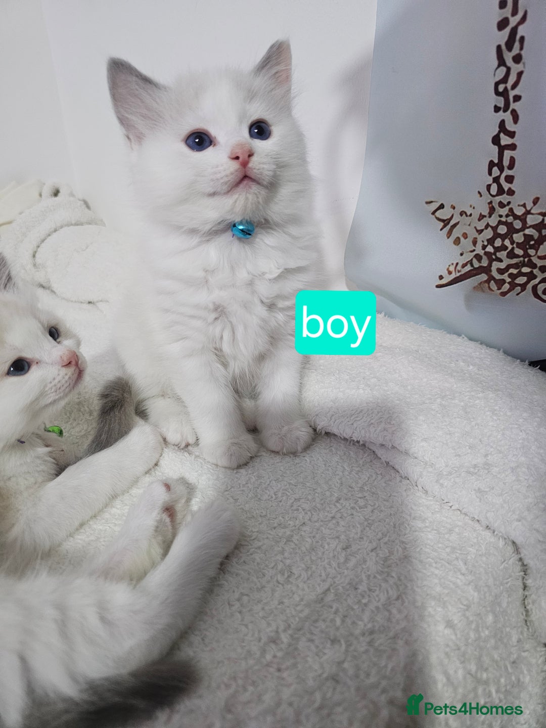 Ragdoll cats for sale: 🐱Kittens Ragdoll Bicolor. 3 Boys and 2 Girls  - Advert 5