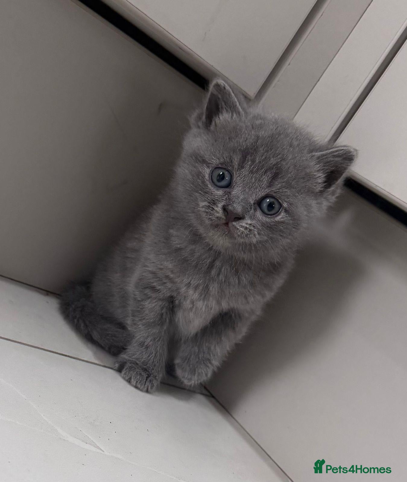 British Shorthair cats Cute British shorthair available! - Advert 8