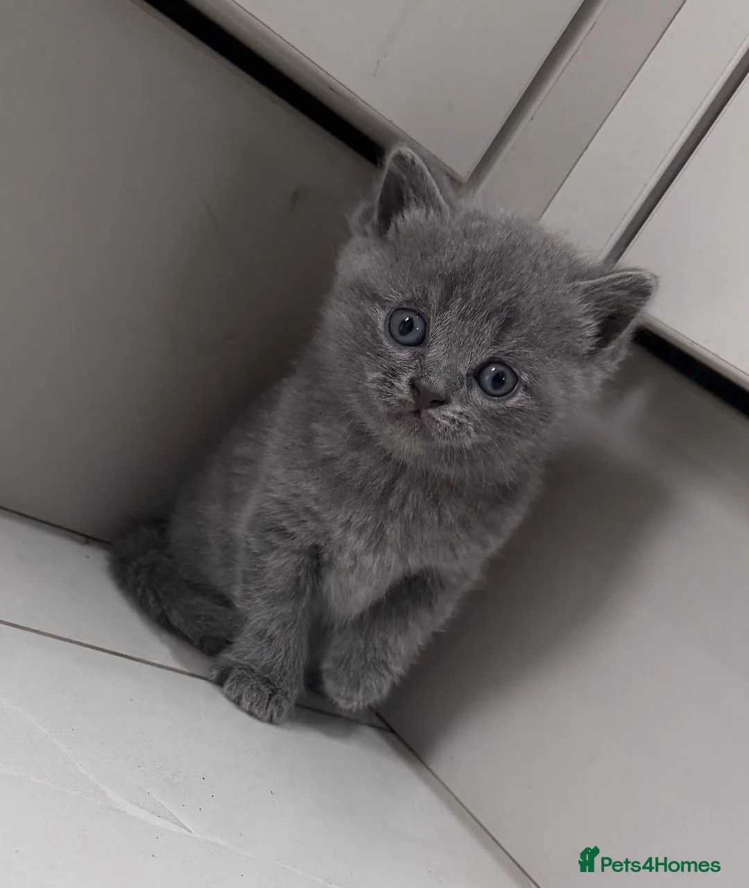 British Shorthair cats for sale: Cute British shorthair available! in Rotherham - Advert 1