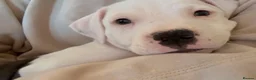 Mixed Breed dogs for sale: Beautiful American Bully x Staffy Puppies - Advert 3