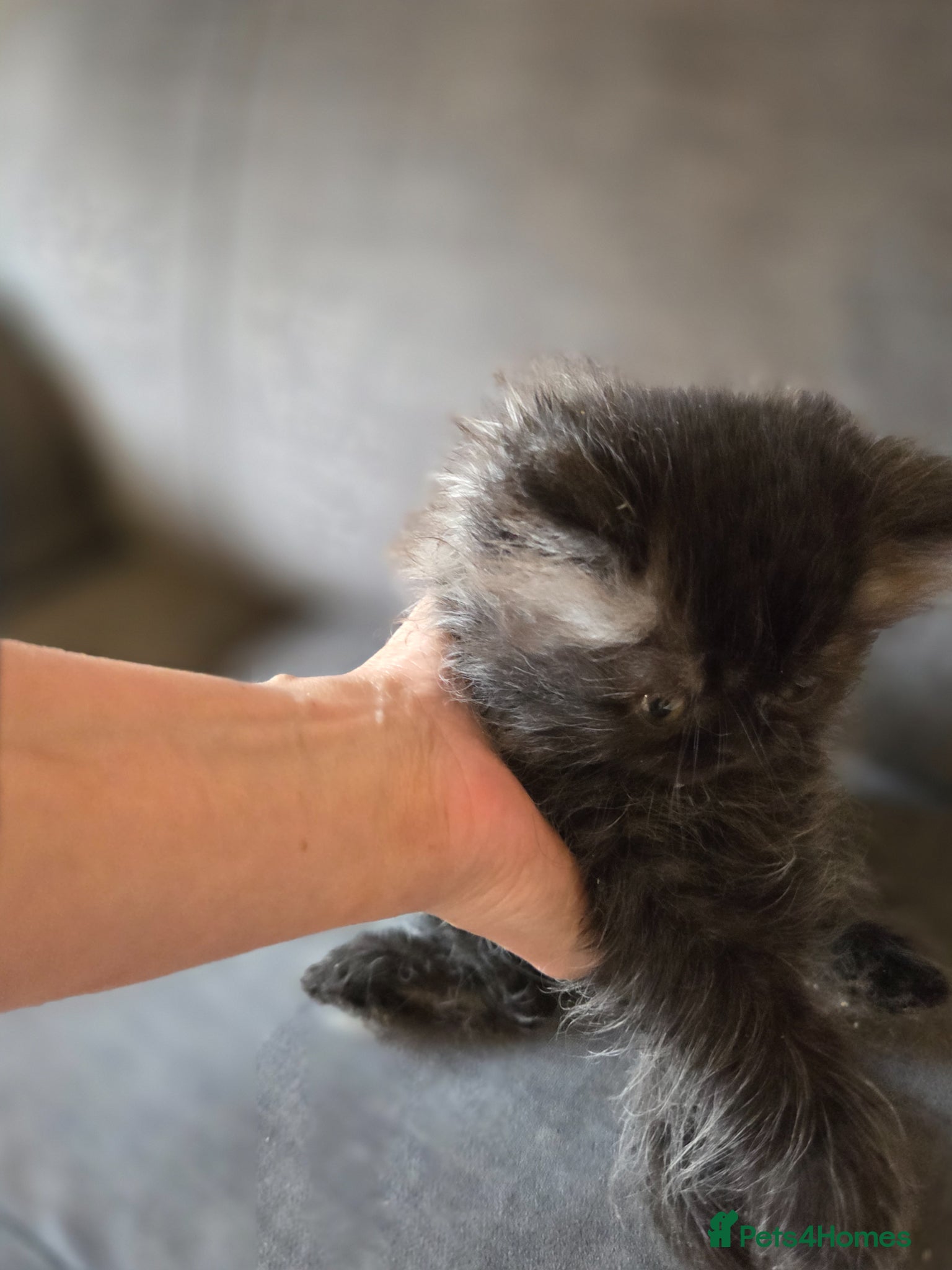 Persian cats for sale: Two Beautiful Persian male kittens  - Advert 15