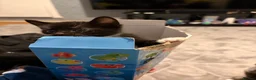 British Shorthair cats for sale: 4 Tuxedo kittens  - Advert 4