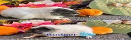 Guinea Pig rodents for sale: Pedigree Lunkarya/Blue/ Dalmation Guinea pigs  - Advert 5