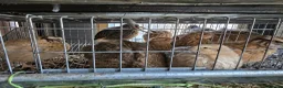Quail poultry for sale: Quails and quails eggs &jambo males - Advert 10