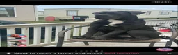 Cane Corso dogs for stud: Cane corso  - Advert 4
