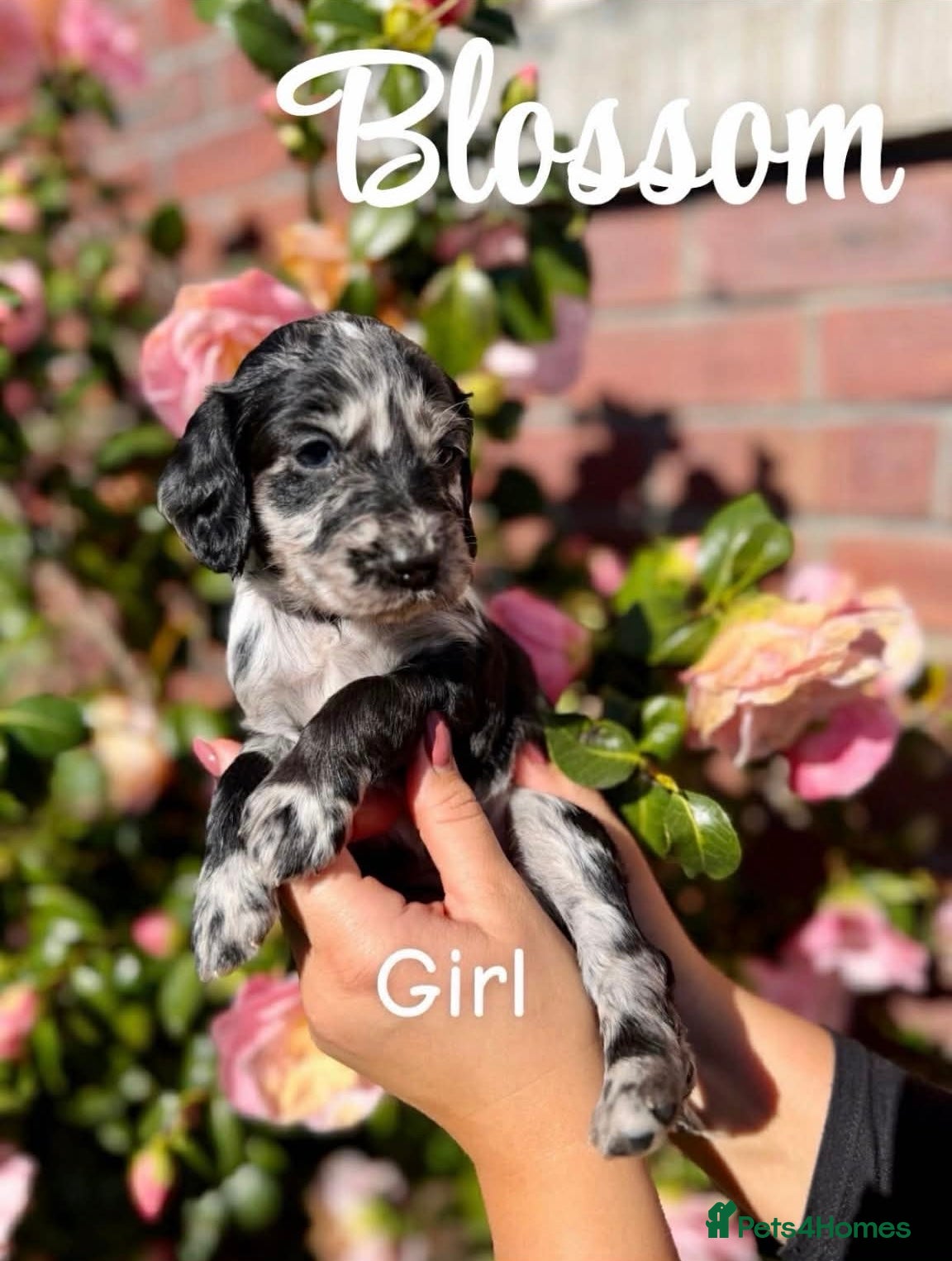 Cockapoo dogs 7 adorable F1b cockapoos stunning colours 2 sold  - Advert 1