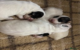 Sealyham Terrier dogs for sale: Stunning Sealyham Terriers  - Image 3
