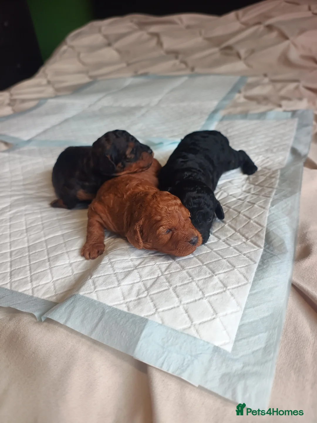 Toy Poodle dogs for sale: Toy Poodle Puppies KC registered - Advert 2