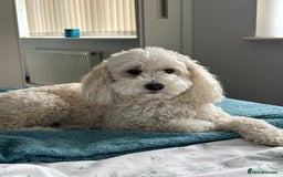 Cavapoo dogs for sale: 5yr Cavapoo rehoming - Image 1