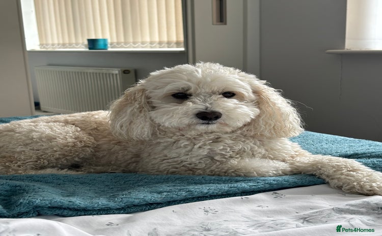 Cavapoo dogs - Advert 1