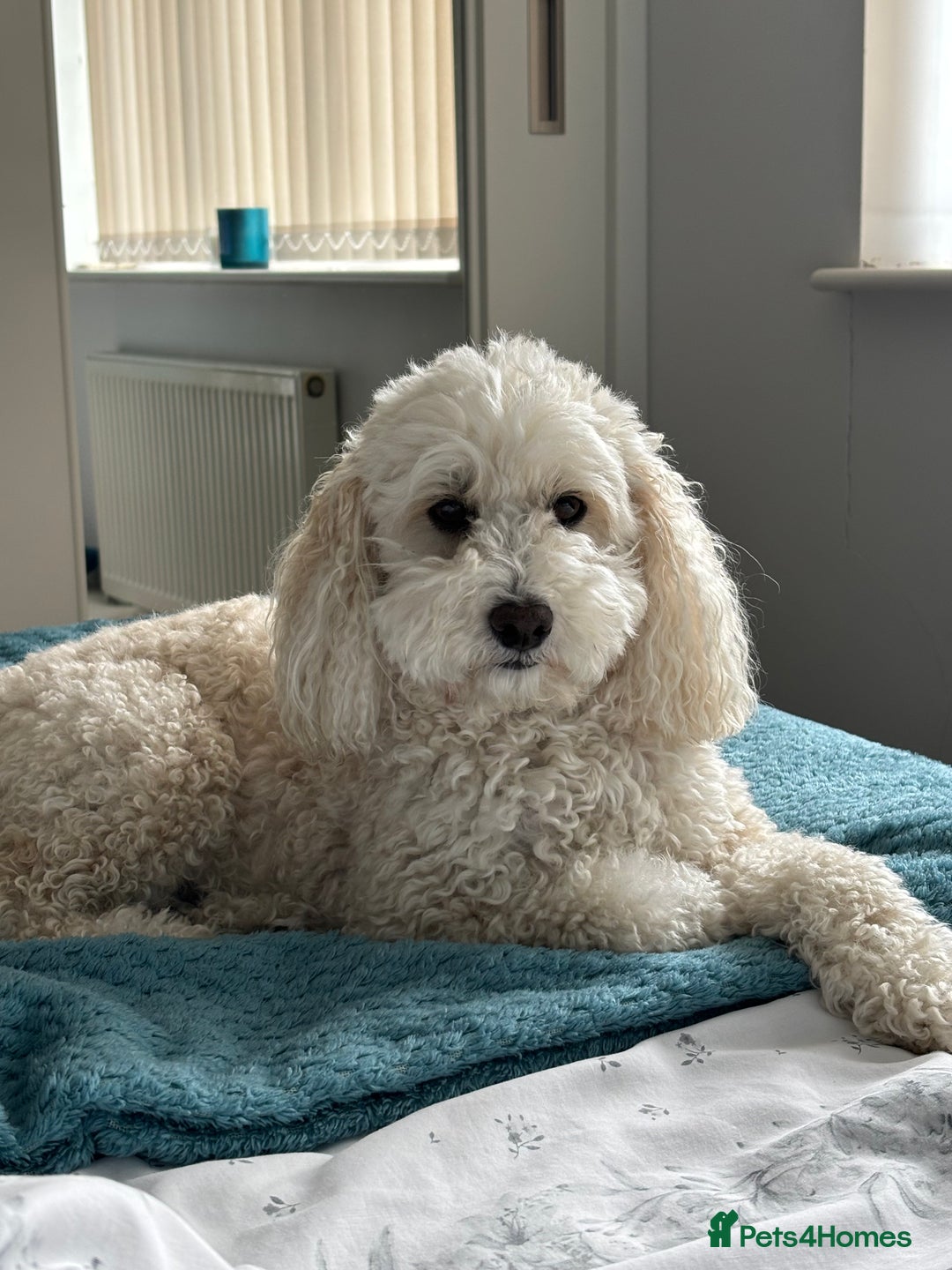 Cavapoo dogs for sale: 5yr Cavapoo rehoming - Image 1