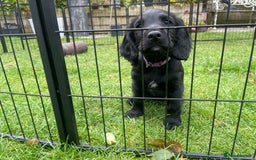 Cocker Spaniel dogs for sale: One boy and one girl - Image 12