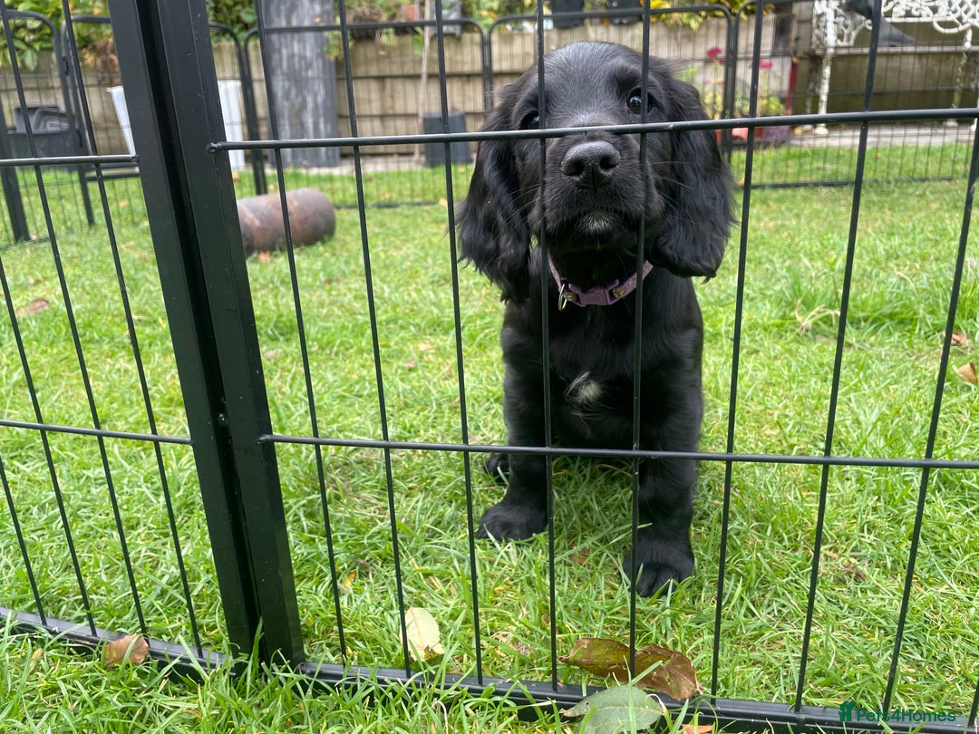 Cocker Spaniel dogs for sale: One boy and one girl - Image 12