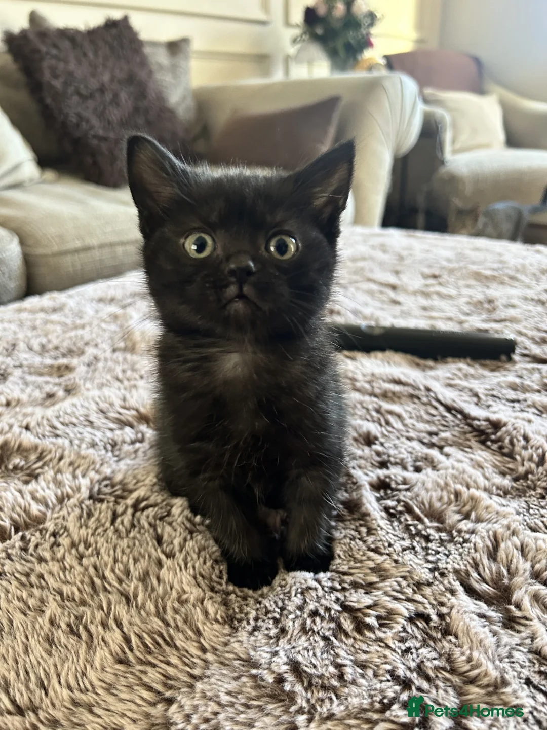 Mixed Breed cats for sale: Female Kittens Looking for Their Forever Homes ✨ - Advert 1