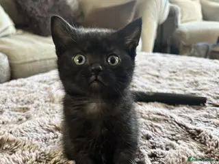 Mixed Breed cats Female Kittens Looking for Their Forever Homes ✨ - Advert 2