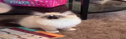 Ragdoll cats for sale: Ragkins ragdolls  and cherubims Kittens   - Advert 14