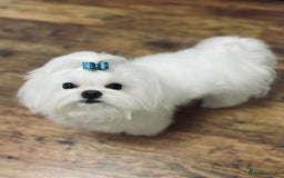 Maltipoo dogs for sale: Outstanding Maltipoo Puppies - Image 5