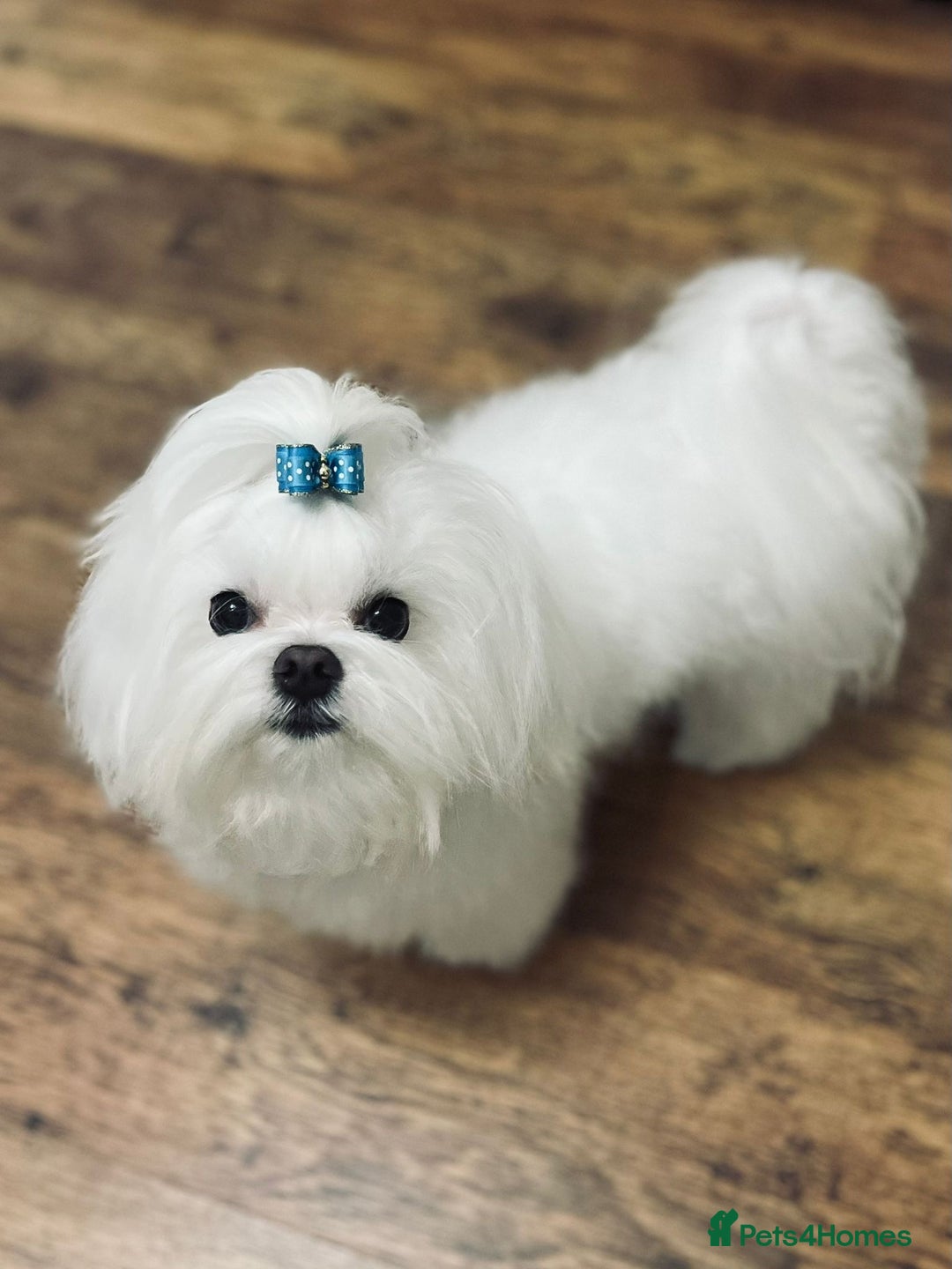 Maltipoo dogs for sale: Outstanding Maltipoo Puppies - Image 5