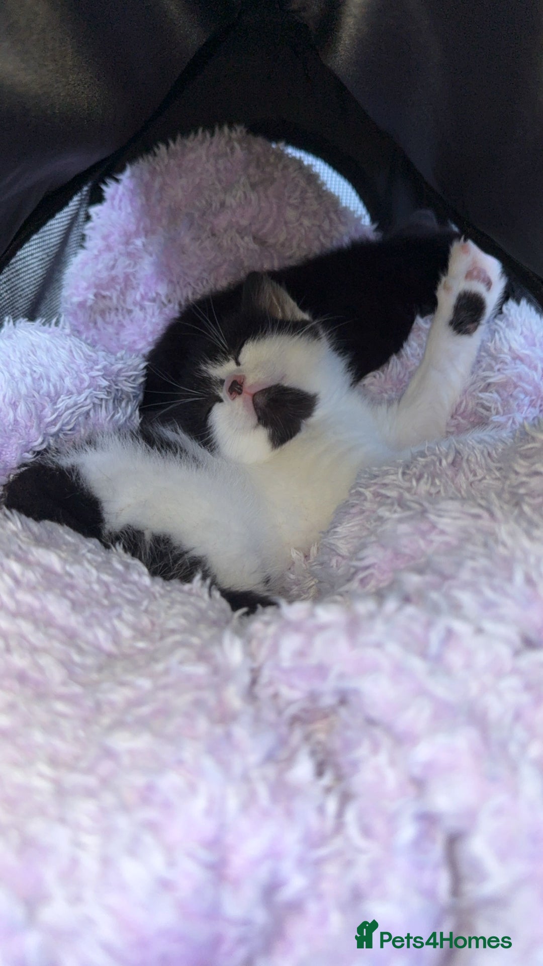 Mixed Breed cats for sale: Two young kittens for sale  - Advert 2