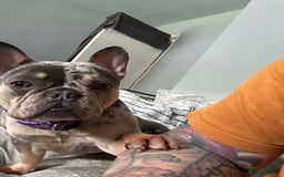 French Bulldog dogs for sale: Two stunning lilac and tan frenchies - Image 10