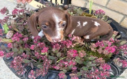 Miniature Dachshund dogs for sale: Miniature Dutch hound - Image 3