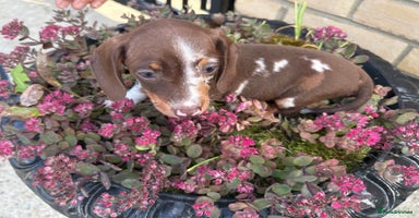 Miniature Dachshund dogs - Advert 12