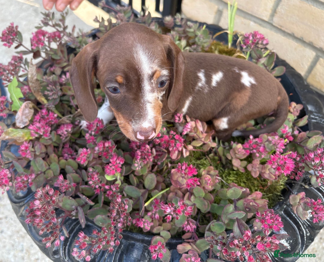 Miniature Dachshund dogs for sale: Miniature Dutch hound - Image 3