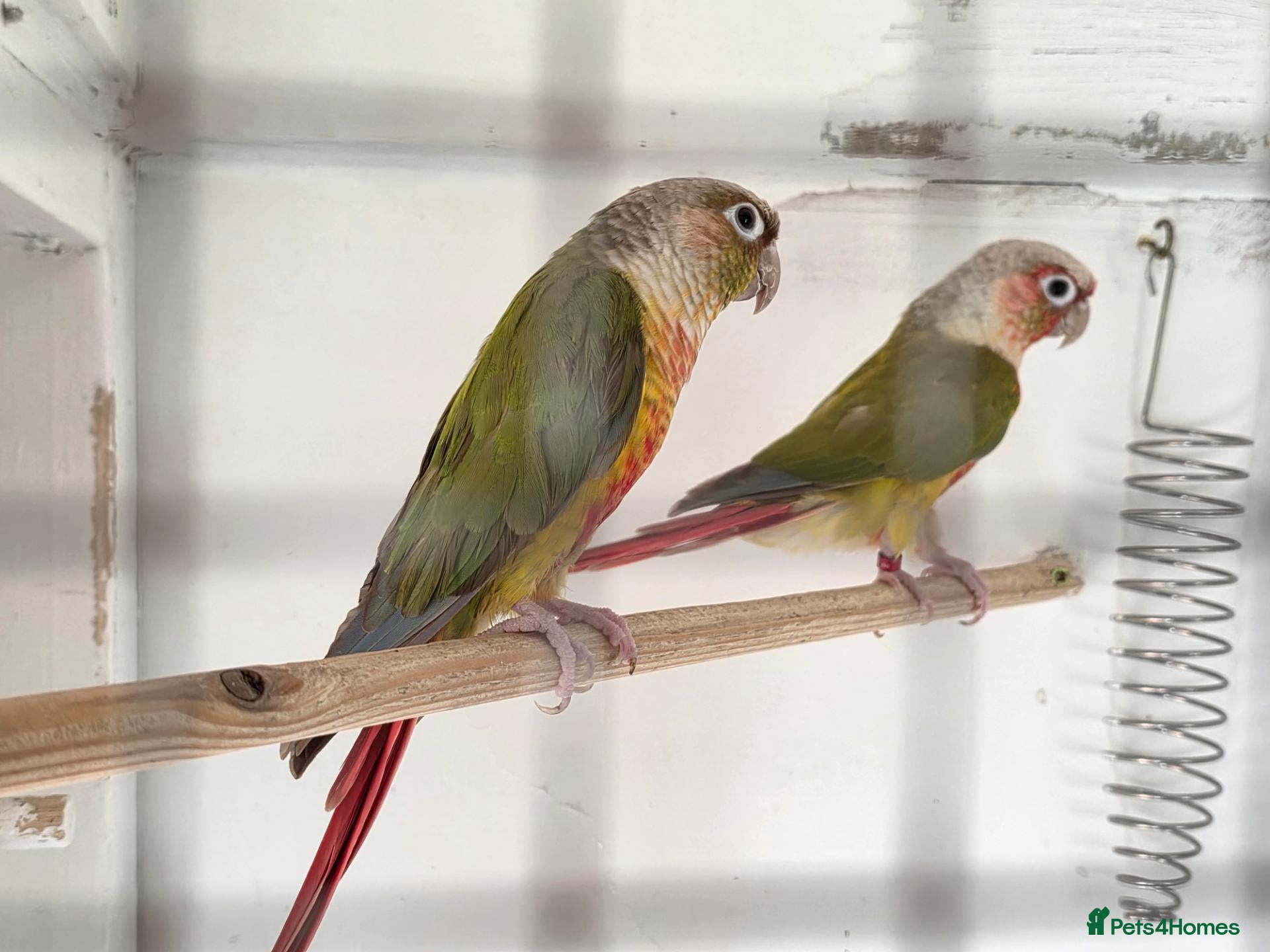 Conures birds Conures for sale  - Advert 2