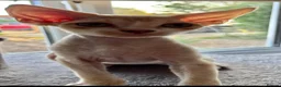 Devon Rex cats for sale: Ready now. GCCF registered and health tested. - Advert 3