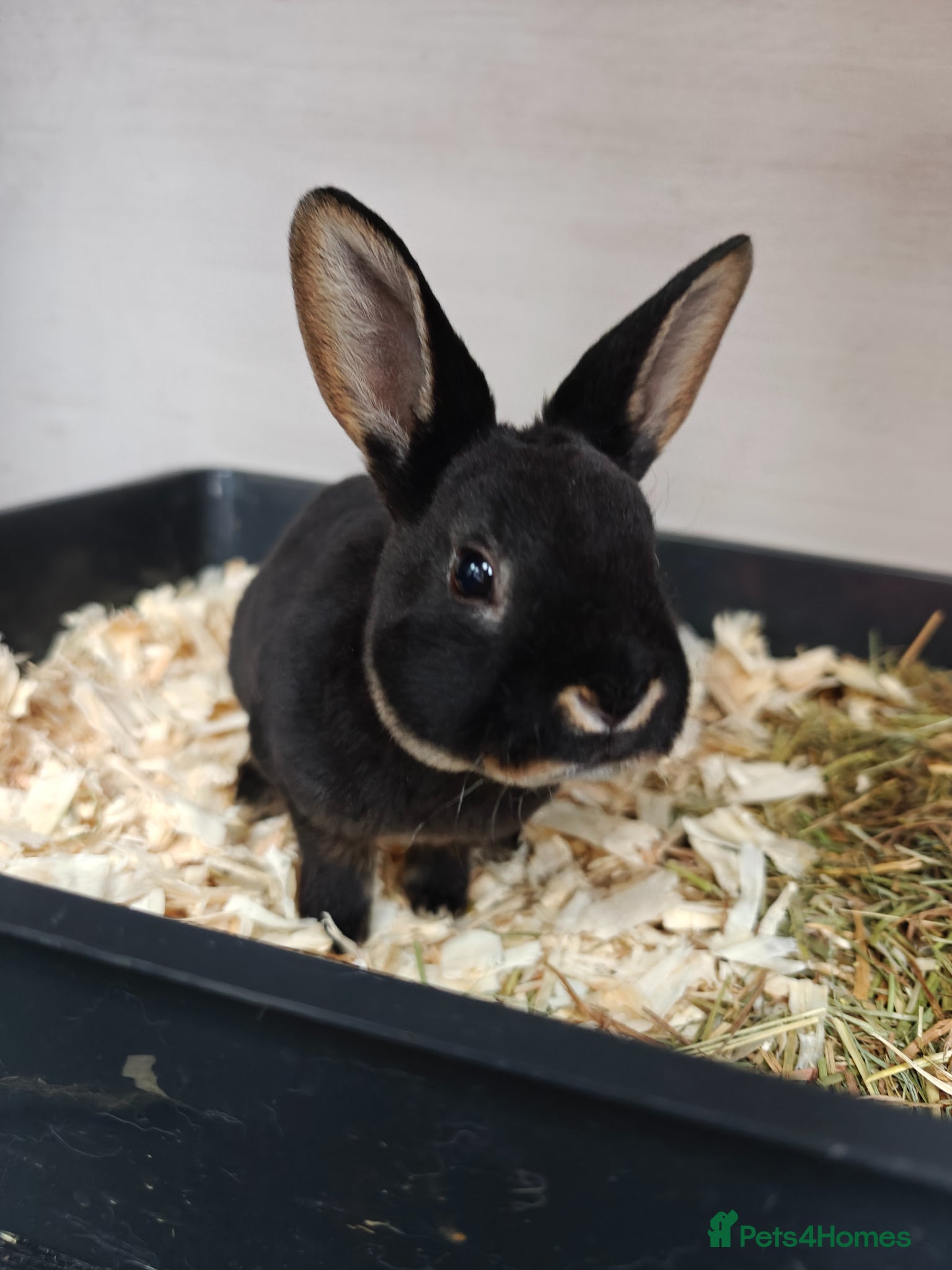 Rex rabbits Mini Rex Rabbits  - Advert 11