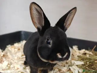 Rex rabbits Mini Rex Rabbits - Advert 11