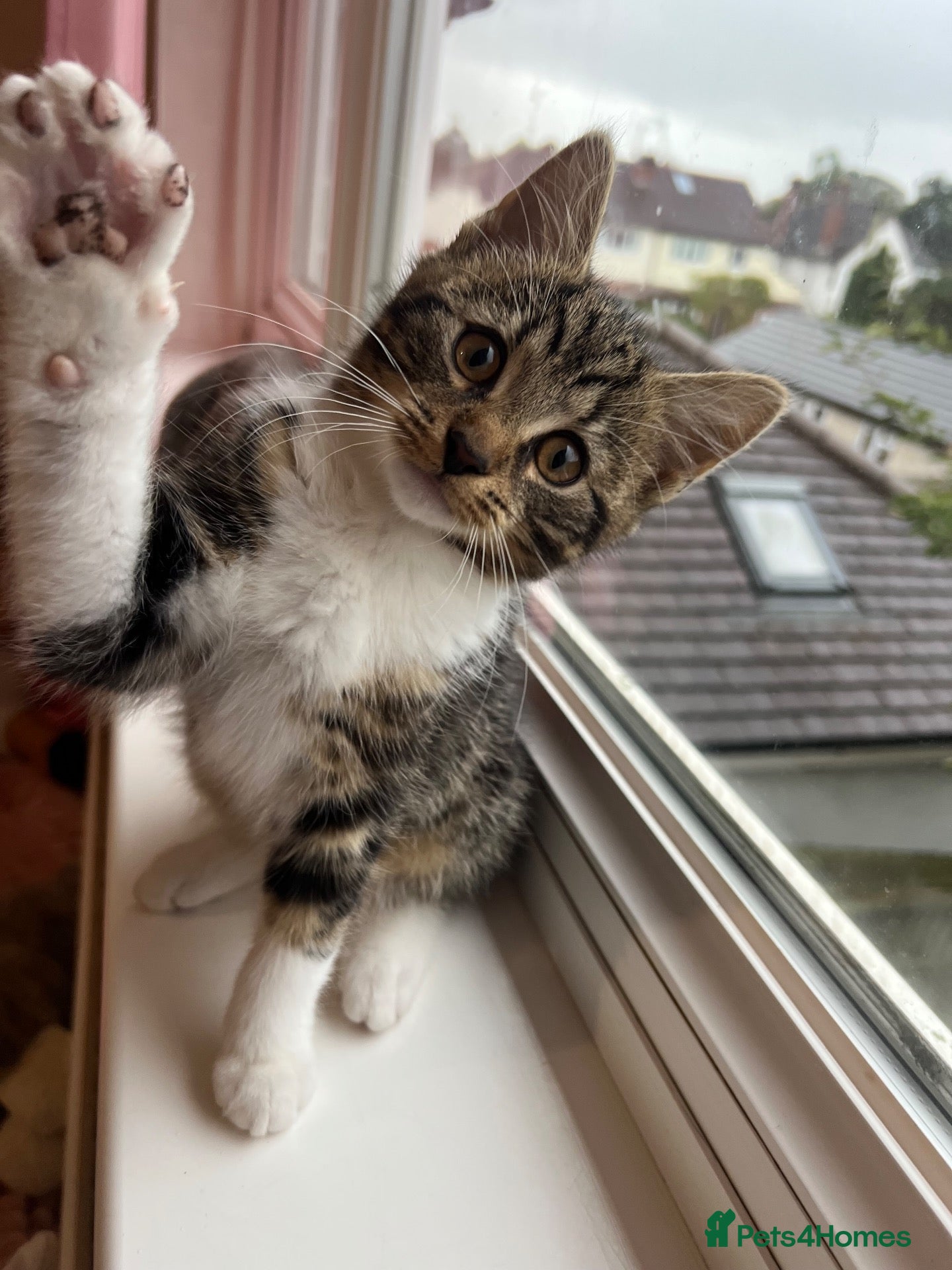 Mixed Breed cats for sale: Beautiful kittens are looking for a loving family. - Advert 1