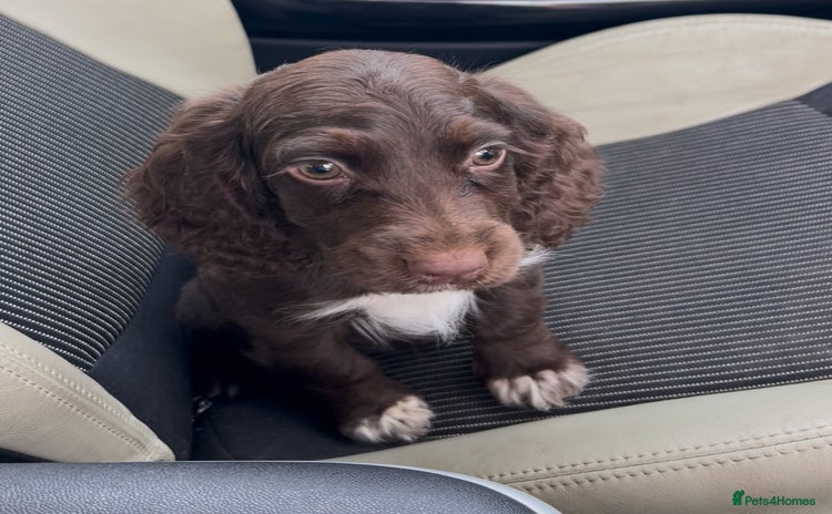Cocker Spaniel dogs - Advert 5