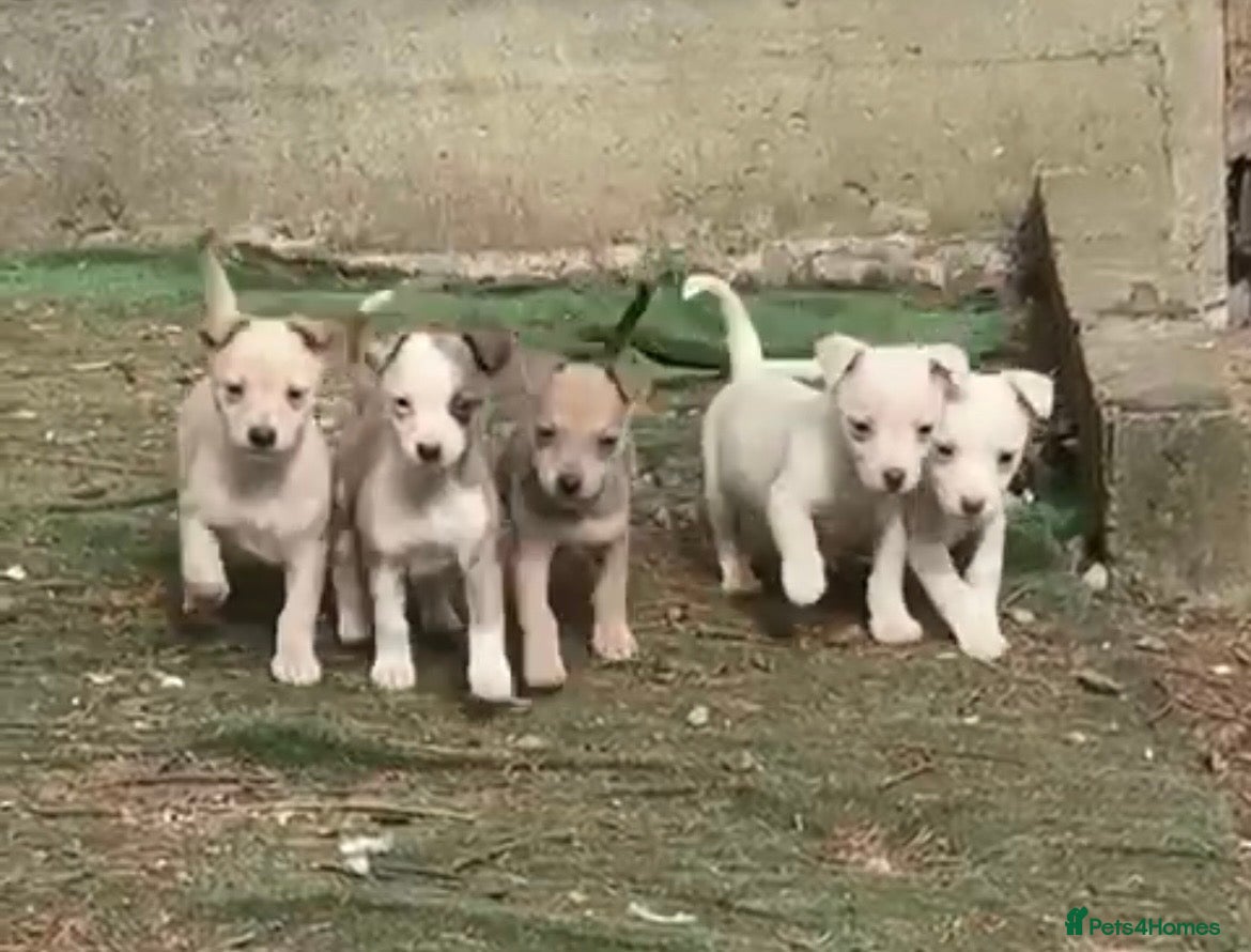 Mixed Breed dogs Chippet puppies (chihuahua cross whippet) - Advert 1