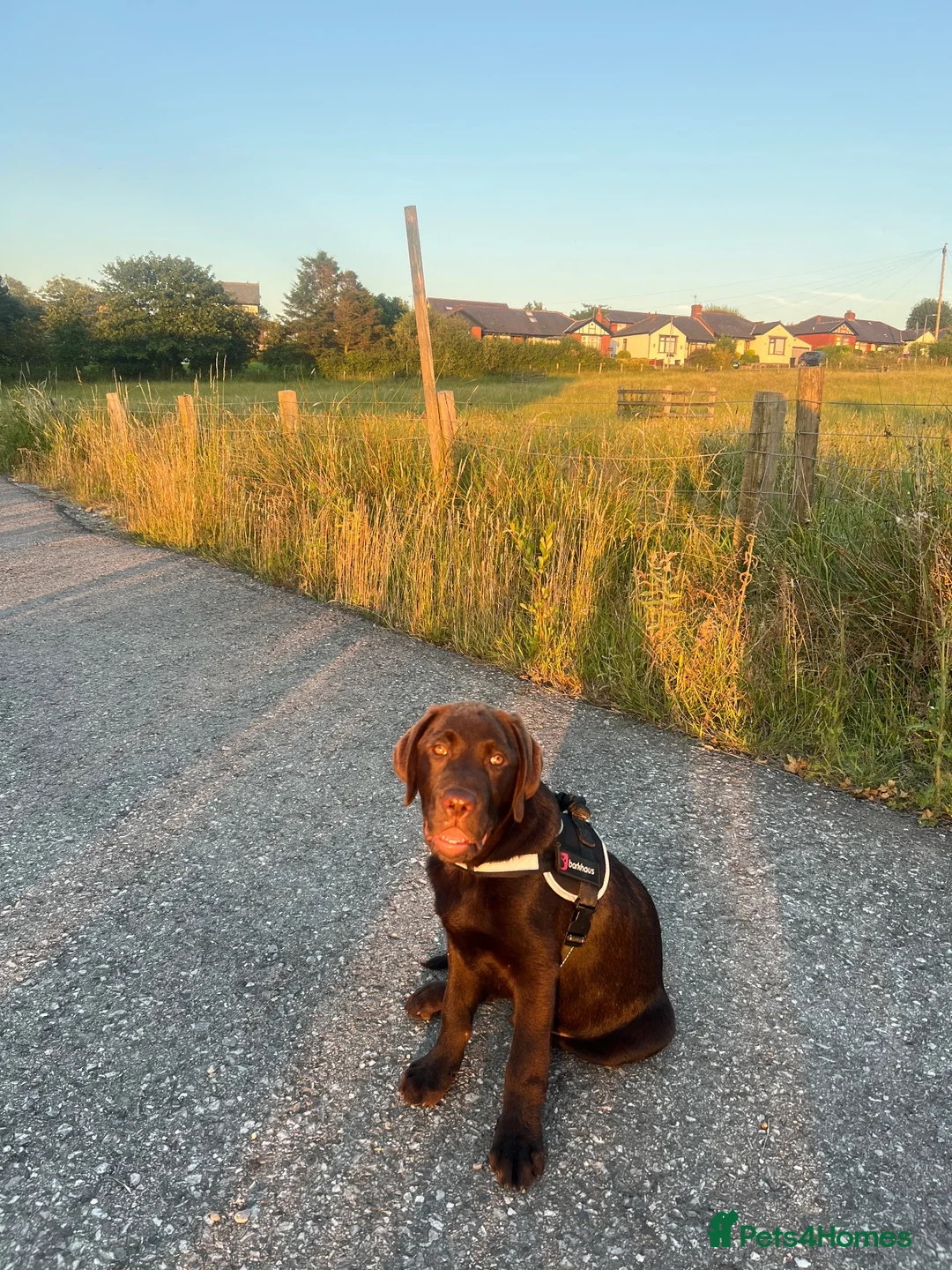 Labrador Retriever dogs for sale: Benji  - Advert 4