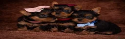 Yorkshire Terrier dogs for sale: True Mini Yorkie Puppies - Advert 20