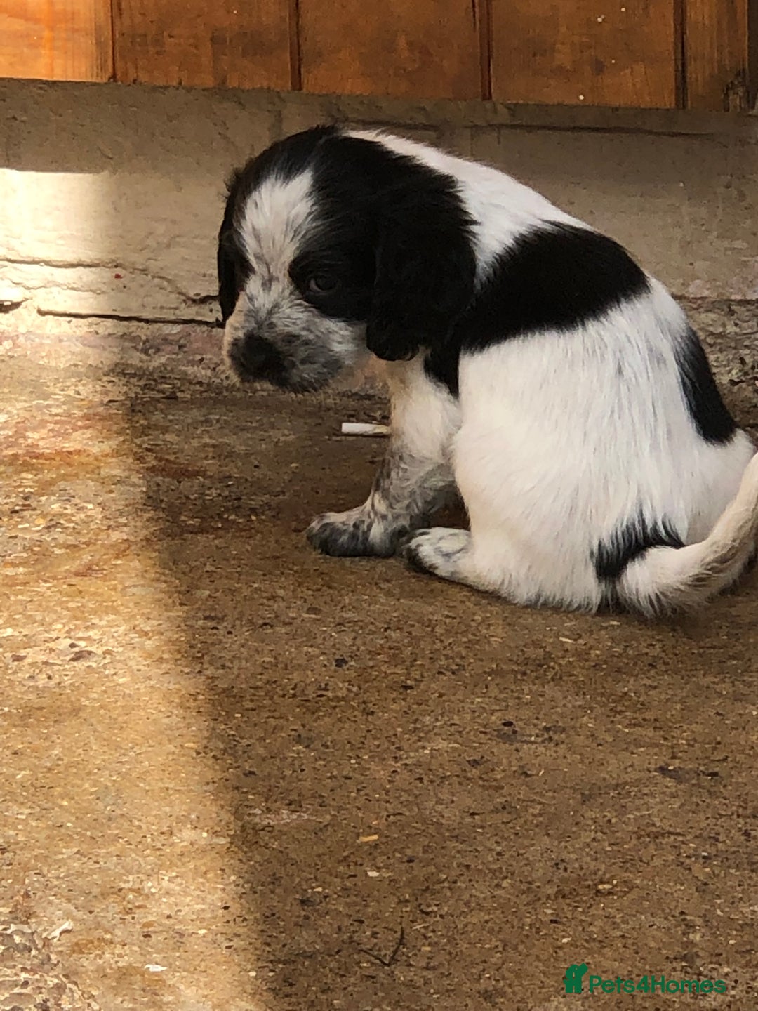 Cocker Spaniel dogs for sale: Cocker spaniel puppys  - Image 4