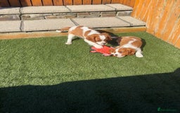 Cavalier King Charles Spaniel dogs for sale: DNA tested parents, Kc reg Cavalier pups - Image 7
