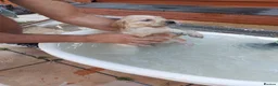 Golden Retriever dogs for sale: Gorgeous Golden Retriever Puppies KC Registered  - Advert 16