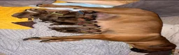 Boerboel dogs for sale: Elite Guard Neema X Spartan Dutch - Advert 9