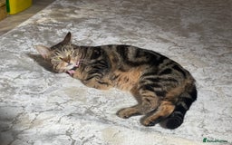 Mixed Breed cats for sale: Tabby cat - Advert 2