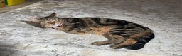 Mixed Breed cats for sale: Tabby cat - Advert 4