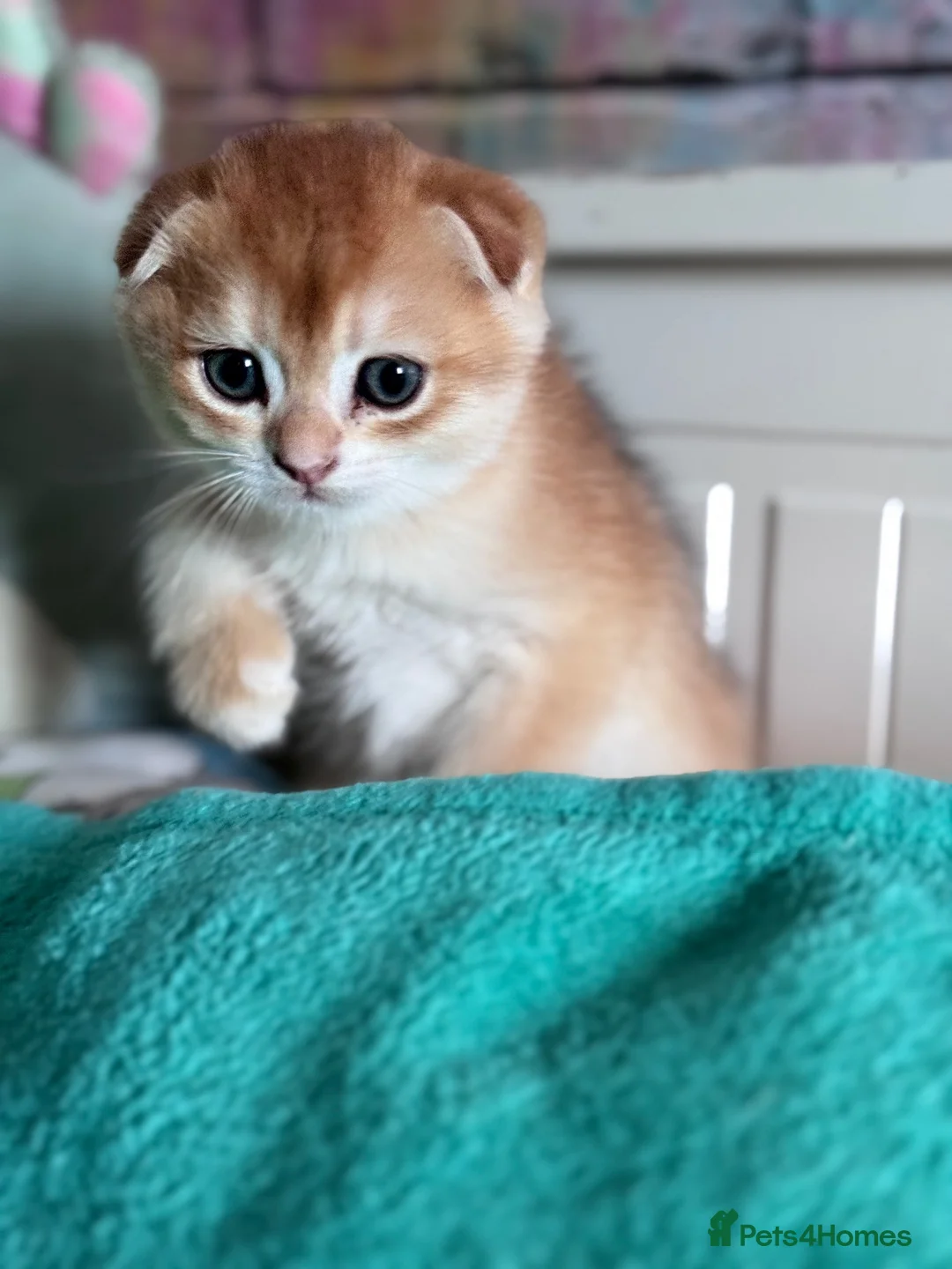 Scottish Fold cats for sale: 🐾BEAUTIFUL SCOTTISH FOLD KITTEN 🐱  - Advert 2
