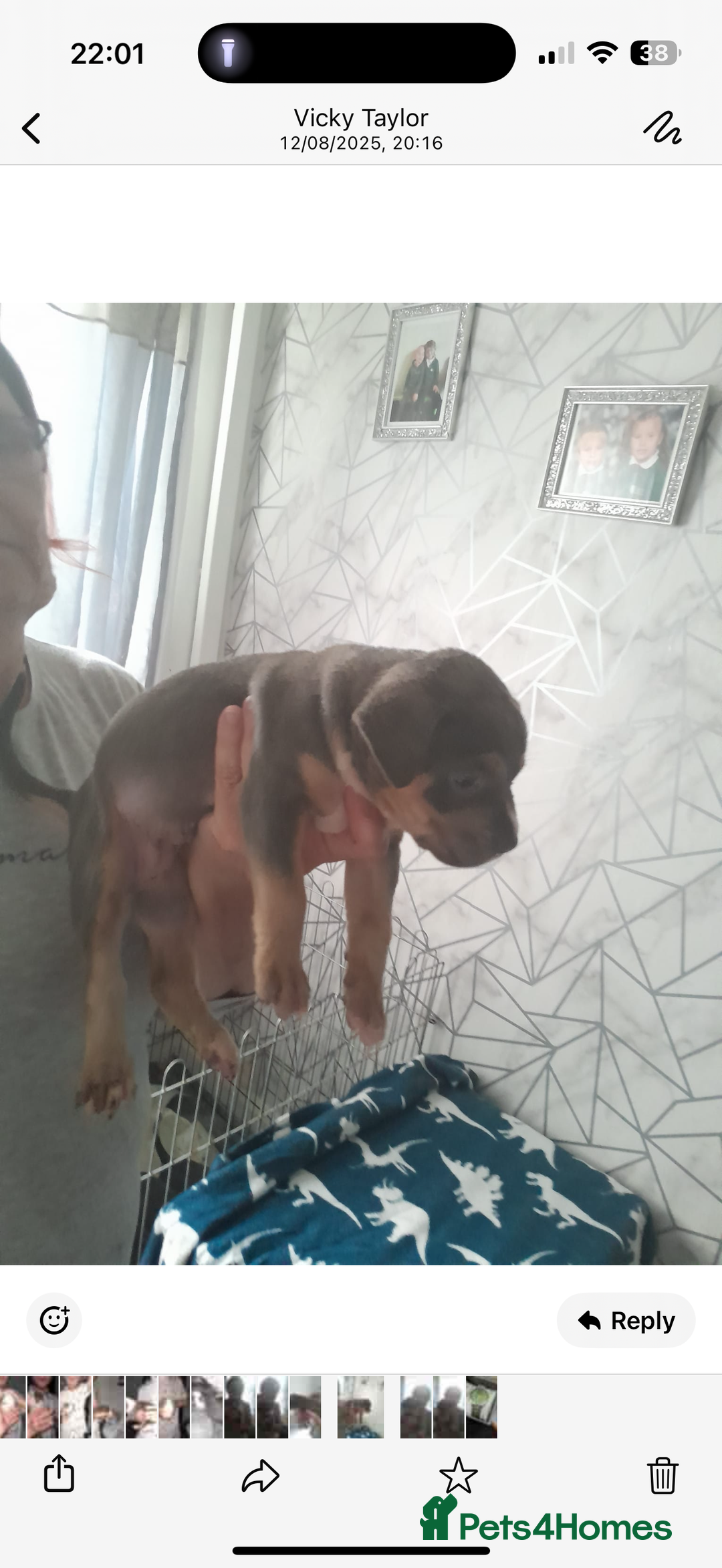 Staffordshire Bull Terrier dogs for sale: Blue tri Staffordshire bull terrier pups for sale  - Image 12
