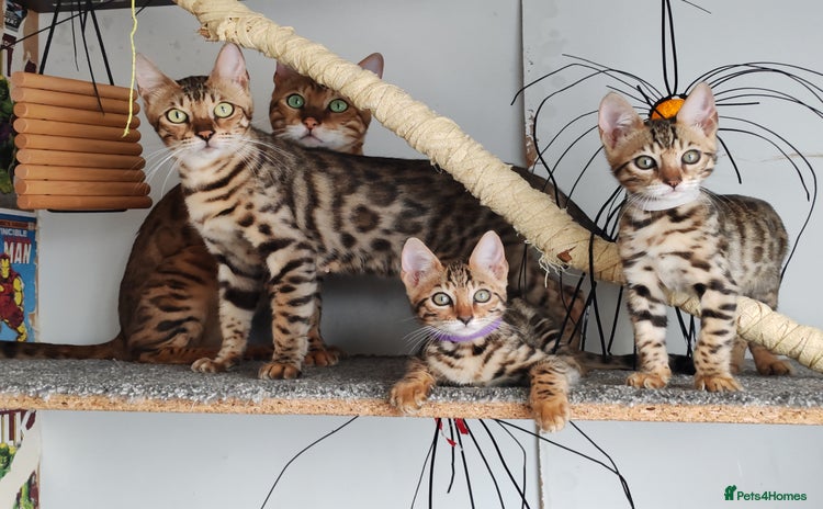 Bengal cats - Advert 3
