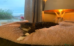 Domestic Shorthair cats for sale: Milly - Image 4